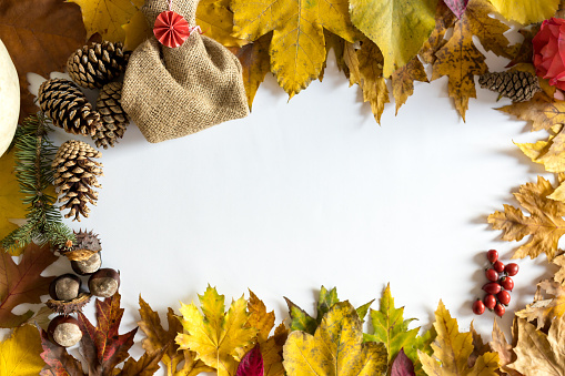 Autumn composition with leaves, pine branch, pine cone, chestnut-food and sweetbriar rose on a white background and empty space for text. Autumn leaves and fruits of the tree.