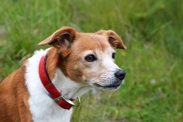 istock Portrait of beautiful mixed breed old dog 1327859535