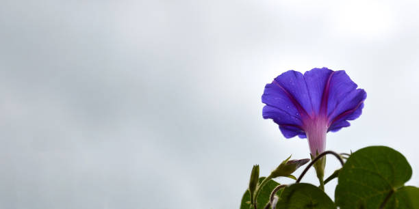 istock Morning glory flower background with copy space 1327860217