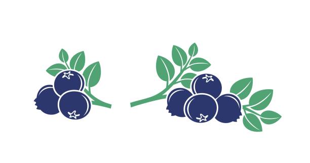 ilustrações, clipart, desenhos animados e ícones de logotipo blueberry. mirtilo isolado no fundo branco - vacínio