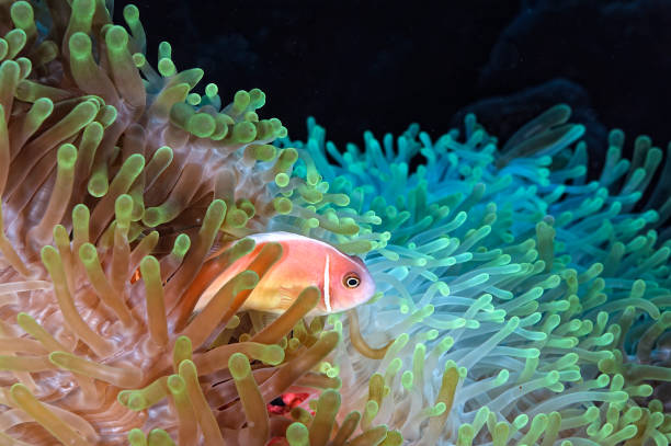 istock A picture of a beautiful anemone and it's Clown fish 1327860689