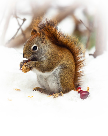 A red squirrel sits on newly fallen snow to eat a peanut during a Wisconsin winter.
