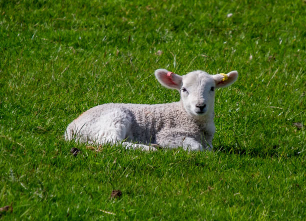 istock Lambs wandering in the Scottish Highlands, UK 1327862979