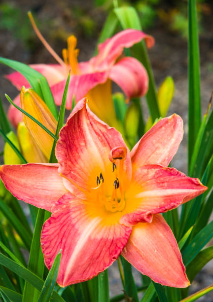 Close up of the pollen covered stamens of a light red day lily in a Cape Cod garden as it blooms for only one day.