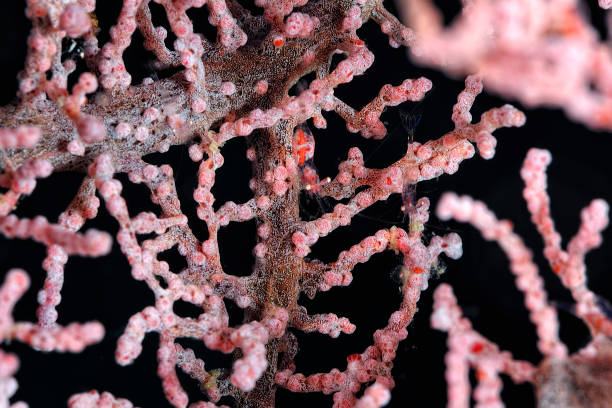 istock A tiny pygmy seahorse hidden in the coral 1327863657