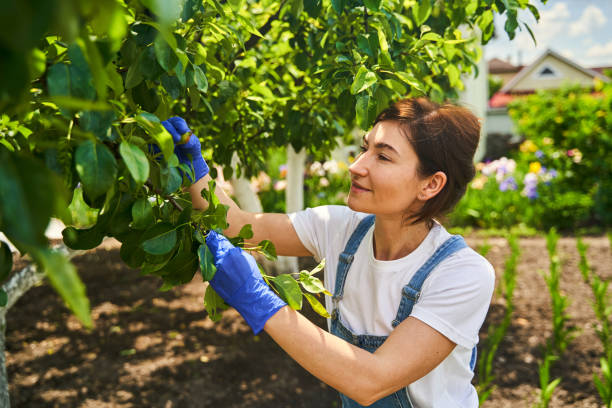istock Cute female person exploring fruit of trees 1327864270