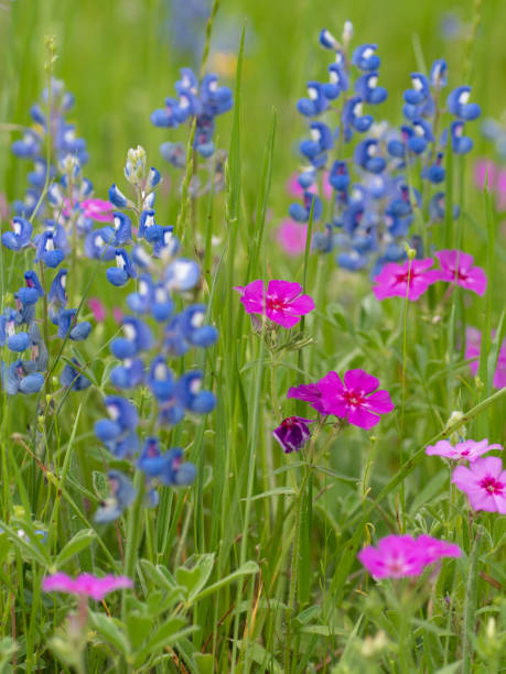 istock Wildflowers growing in a field. 1327864407