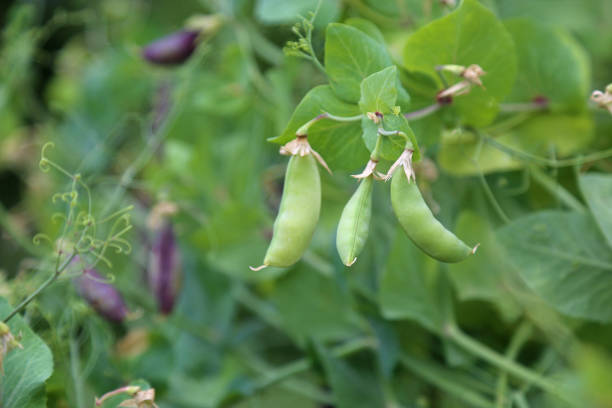 istock Sugar snap pea pods on plant 1327864725
