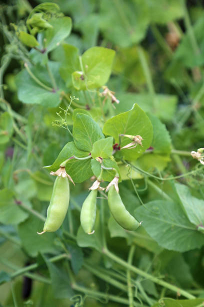 istock Sugar snap pea pods on plant 1327864737