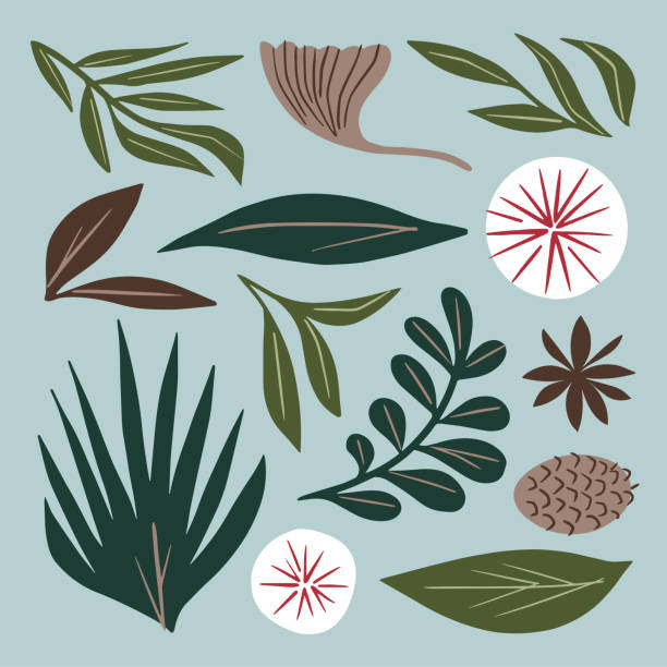zestaw ilustracji liści i łodyg roślin — ręcznie rysowane elementy wektorowe - fern leaf isolated flat stock illustrations