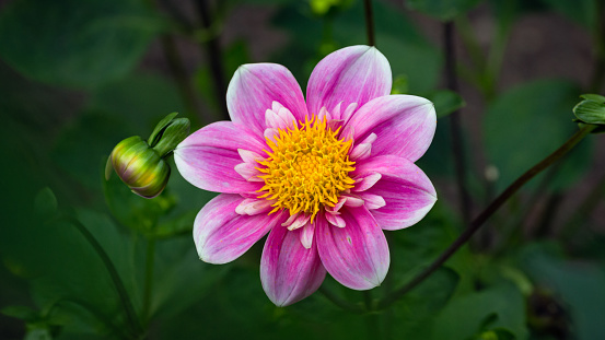 Macro shot of pink dahlia flower. in Washington, District of Columbia, United States