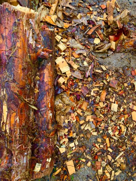 Fresh Chopped Cedar Pellets Wood Logs Stock Photo Cedar logs freshly chopped and pellets and shavings cover the ground. Fresh cut wood. Muddy background. Vibrant purples and golds. Natural and earthy background. lumber industry timber lumberyard industry stock pictures, royalty-free photos & images