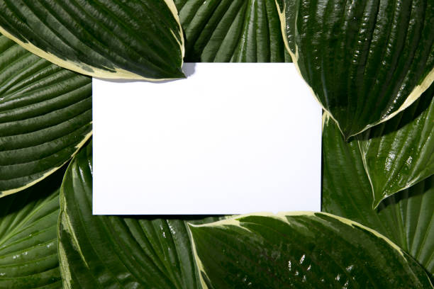 istock mock up white card on leaves background 1327866958