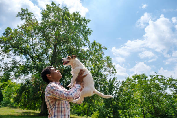 Young African American man throws Jack Russell terrier dog in park outdoors in summer. Walking in park in summer, low angle view