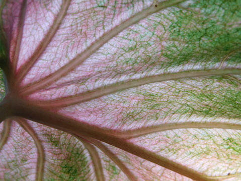 Close-up shot from underneath this colorful leaf.