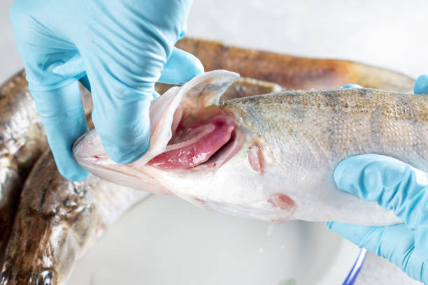 istock Checking freshness of fish, open gills. Fresh pike perch 1327868789