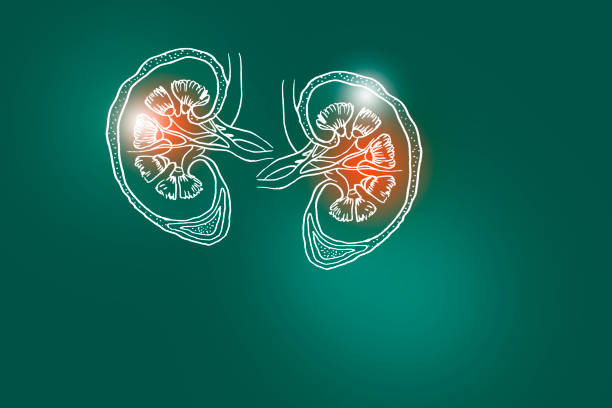 Handrawn illustration of human Kidneys on dark green background. Medical, science set with main human organs with empty copy space for text or infographic on dark green background human kidney stock illustrations