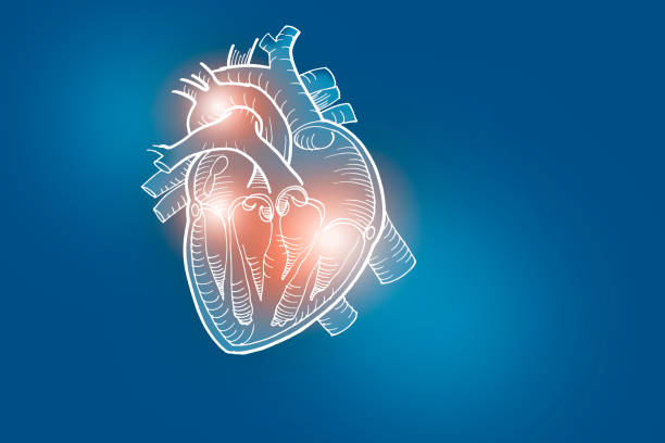 Handrawn illustration of human heart on dark blue background. Medical, science set with main human organs with empty copy space for text or infographic on dark blue background glow in the dark hearts background stock illustrations