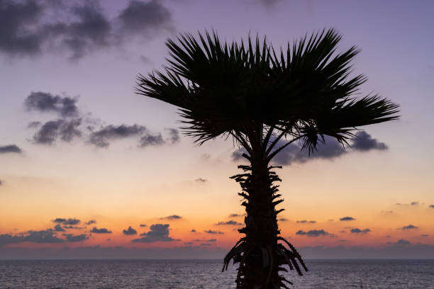 istock Palm Tree Silhouette Along Ocean at Sunset 1327869818
