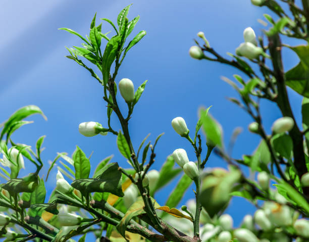 primo piano di bitter, siviglia, aspro, bigarade arancione o marmellata di fiori d'arancio sull'albero nel cielo blu - petal bud plant agriculture foto e immagini stock