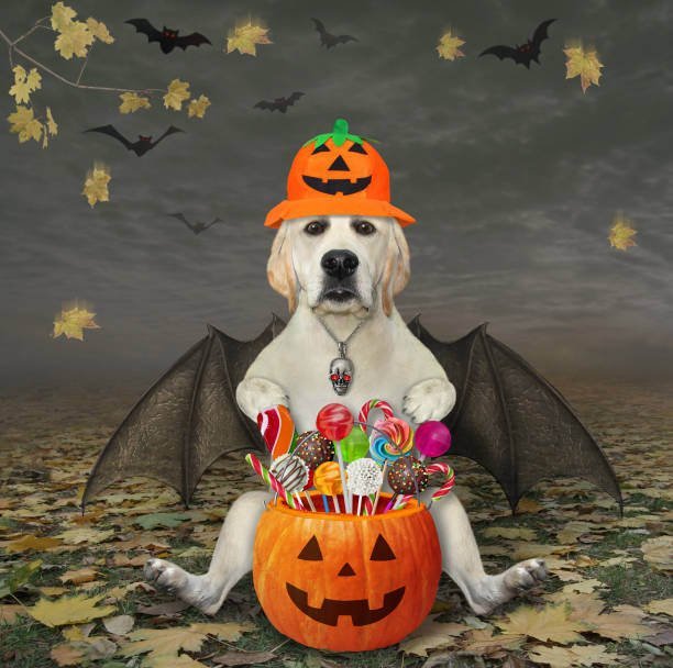 istock Dog labrador with bat wings for halloween 3 1327876230