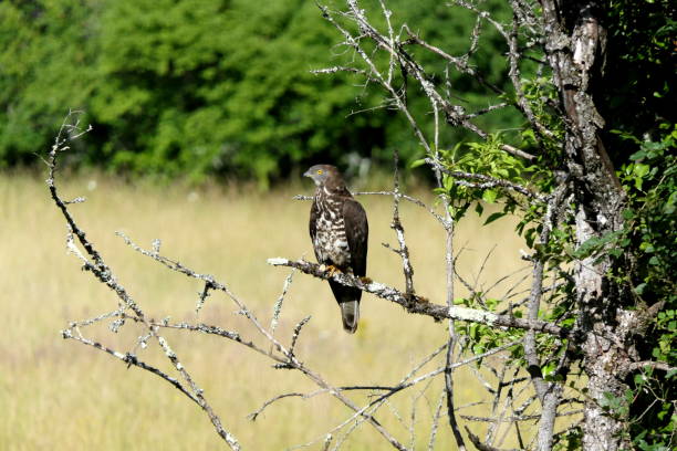 istock European Honey Buzzard 1327876724