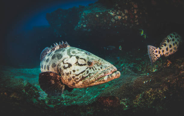 istock Malabar grouper swimming in tropical underwaters 1327876824