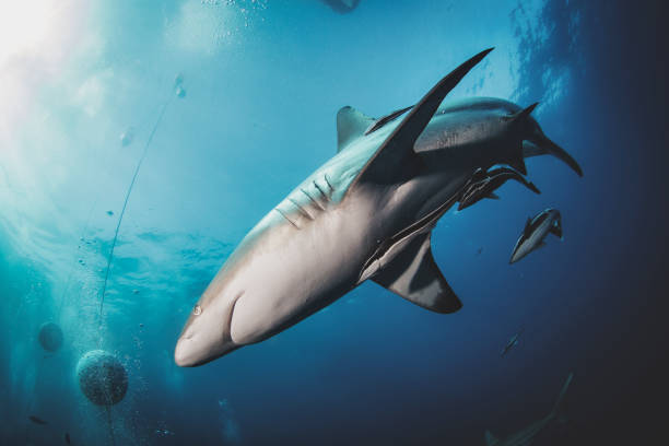 Blacktip ocean shark swimming in tropical underwaters