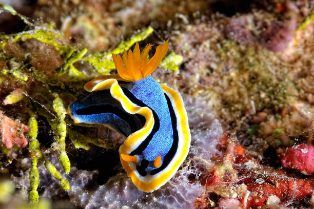 une photo de quelques nudibranches beaux et colorés - nudibranch photos et images de collection