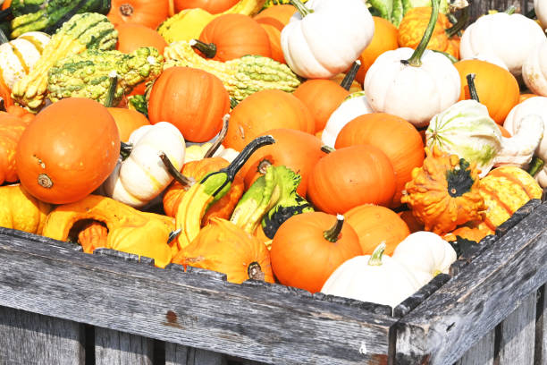 istock Crate of Pumpkins and Gourds 1327879103