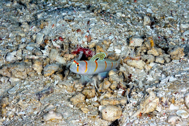 A picture of a sailfin shrimp goby in the sand A picture of a sailfin shrimp goby in the sand trimma okinawae stock pictures, royalty-free photos & images