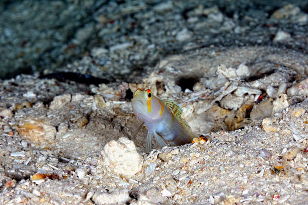 A picture of a sailfin shrimp goby in the sand A picture of a sailfin shrimp goby in the sand shrimp goby stock pictures, royalty-free photos & images