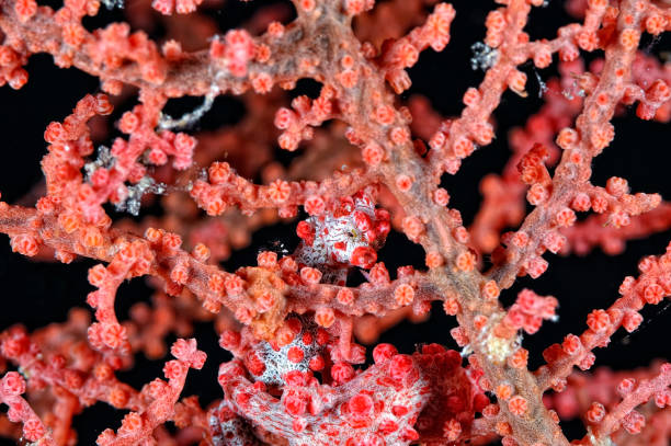 istock A tiny pygmy seahorse hidden in the coral 1327881310