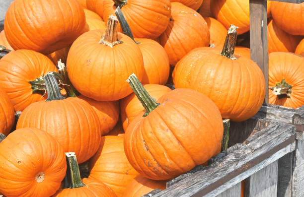 istock Crate of Pumpkins 1327881704