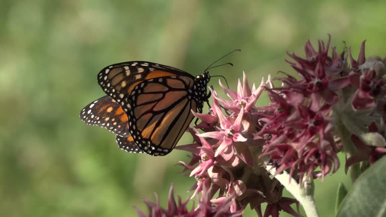 Monarch butterfly feeds on milkweed flowers Littleton Colorado