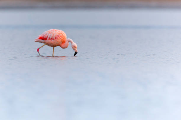 istock Chilean flamingo in a lake 1327886141