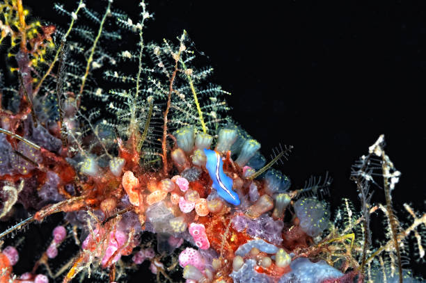 istock A picture of some beautiful and colored nudibranches 1327887260
