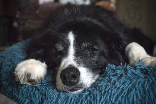 istock An old border collie dog sleeping on its bed 1327889118