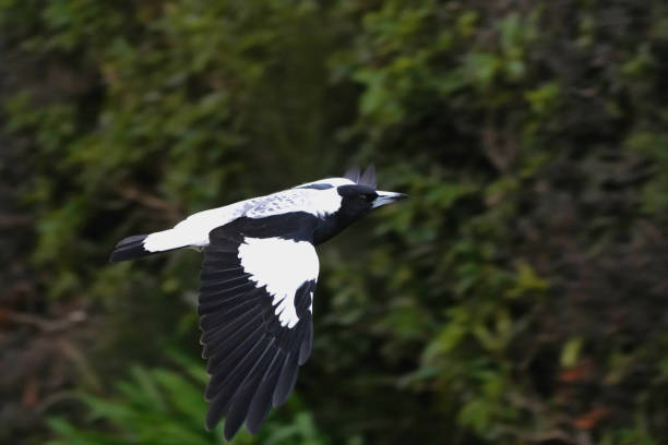 istock A magpie flying in front of a green background 1327889128
