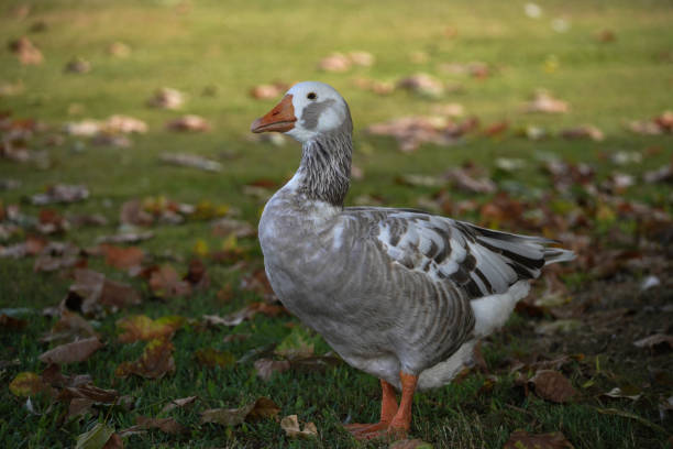 A white and grey goose in the park