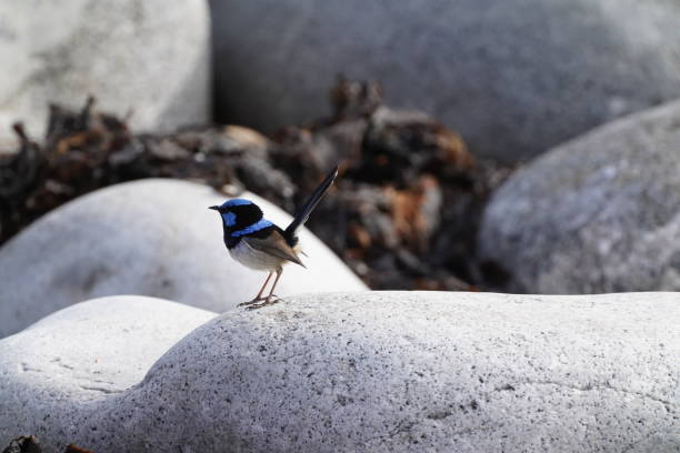 istock A superb blue fairy wren on the rocks on a beach 1327889268