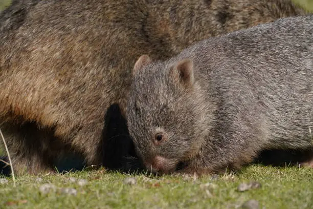 A young wombat next to its mother