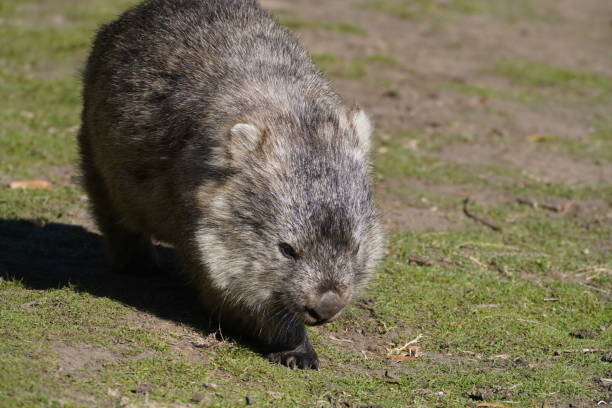 istock A wombat walking towards the camera 1327889944