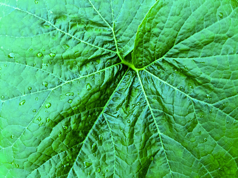 Fresh rain drops in close up view on green plant leaves