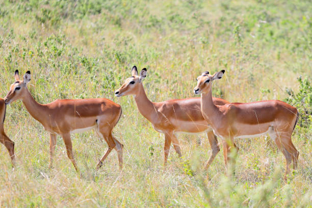 istock Female impalas herd walking in Masai Mara savannah grasslands. 1327890162