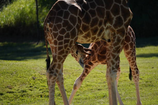 A young giraffe feeding from its mother