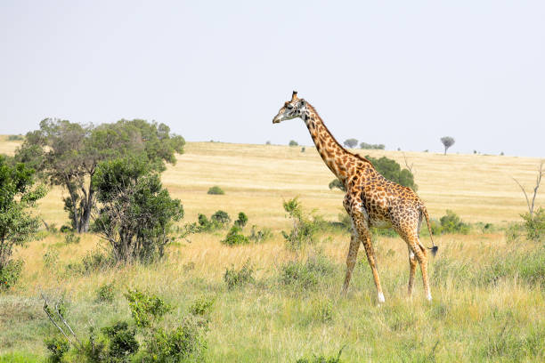 Giraffe in Masai Mara savannah grasslands. stock photo