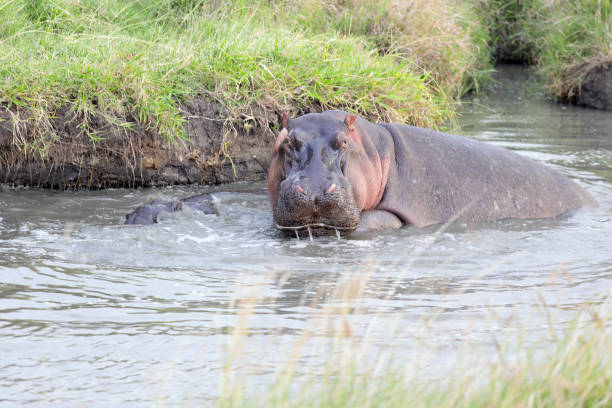 istock Hippopotamus in Mara river in Masai Mara. 1327890216