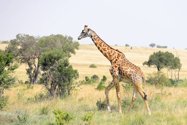 istock Giraffe in Masai Mara savannah grasslands. 1327890222