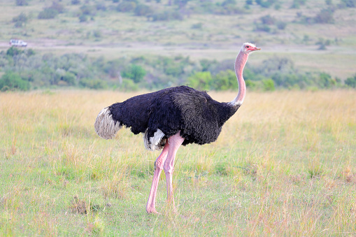 A WILD male Ostrich at the Masai Mara, Kenya, Africa. Tanzania can be seen in the background.